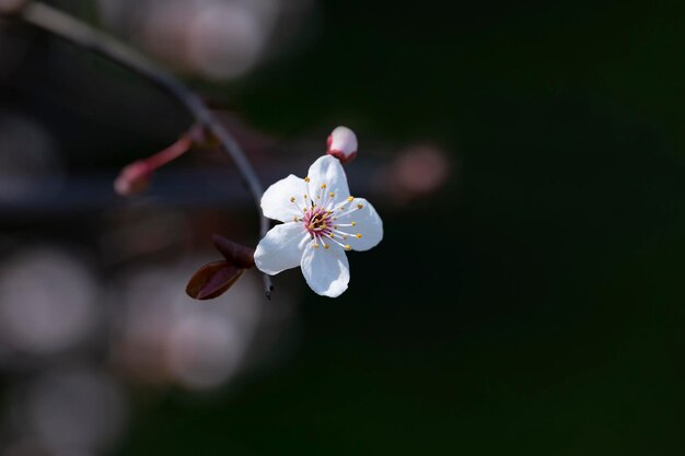 Branches of flowering sand cherry tree covered in white blossoms