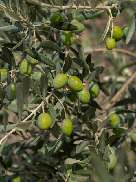 Branches and fruits of an olive tree on a sunny day in Greece