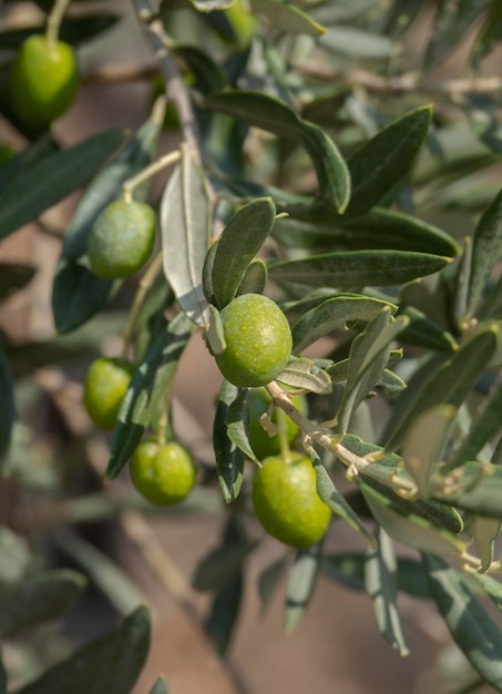 Branches and fruits of an olive tree on a sunny day in Greece