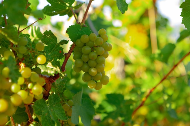 Branches of grapes plant on farm in morning sunlight