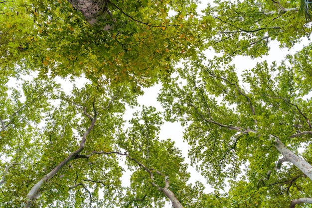 Branches of green plane trees against the sky