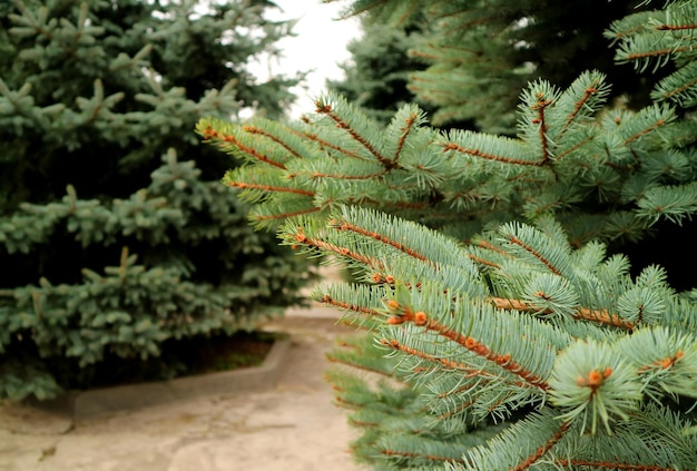 Branches of Green Spruce Tree in the Mountainside Garden