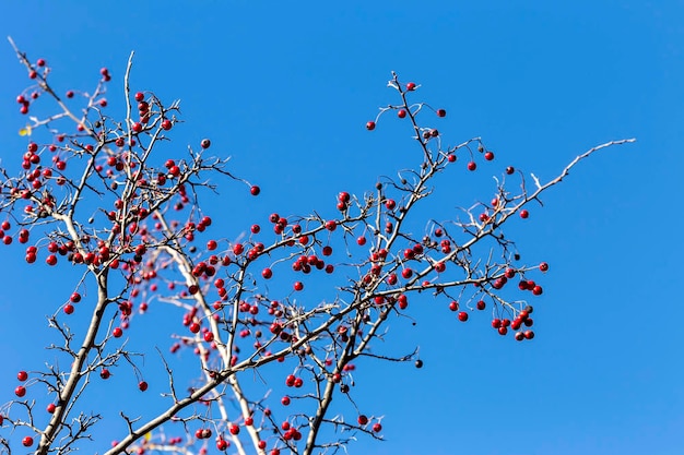 Branches of hawthorn on a background of blue sky