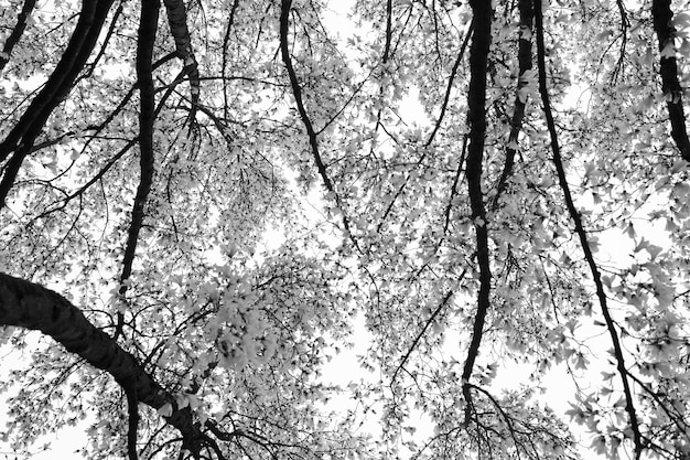 Branches of a large flowering magnolia against the background of the rain sky