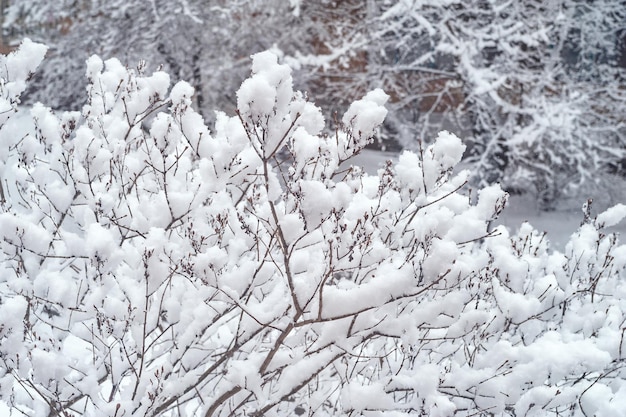 Branches of a large tree are covered with snow Urban yard densely covered with snow