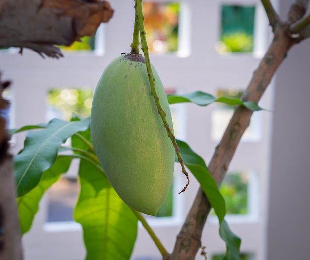 Branches and leaves of mango trees