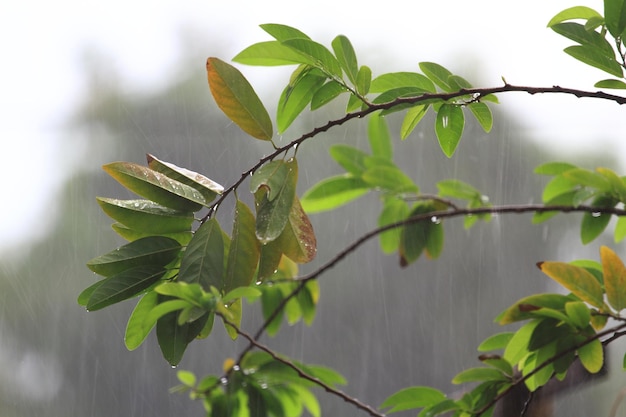 Branches and leaves of Sugar Apple or Custard Apple Annona squamosa tree in the rain