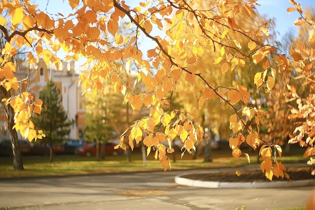 branches leaves yellow background / abstract seasonal background falling leaves beautiful photo