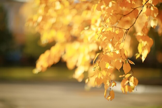 branches leaves yellow background / abstract seasonal background falling leaves beautiful photo