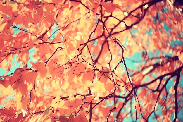 branches leaves yellow background / abstract seasonal background falling leaves beautiful photo