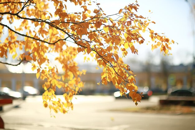 branches leaves yellow background / abstract seasonal background falling leaves beautiful photo