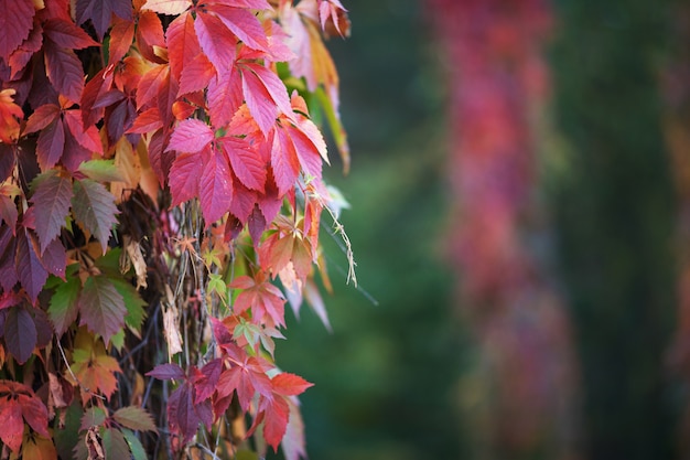 Branches of maiden grapes in autumn.Fresh grape leaves on a beautiful  blurred background.  Multicolor autumn leaves of a girlish grapes. Selective focus, copy space