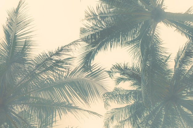 Branches of palm leaves against the sky Toned template with haze for text Tropical neutral background