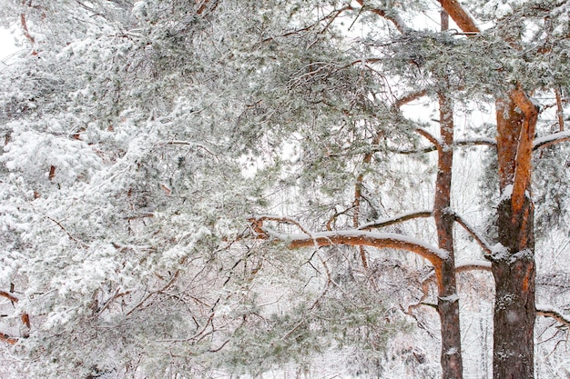 Branches of pine trees in white snow Winter park is covered with snow