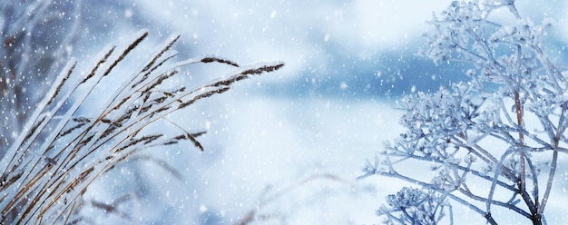 Branches of plants covered with snow and ice in winter during snowfall Winter view