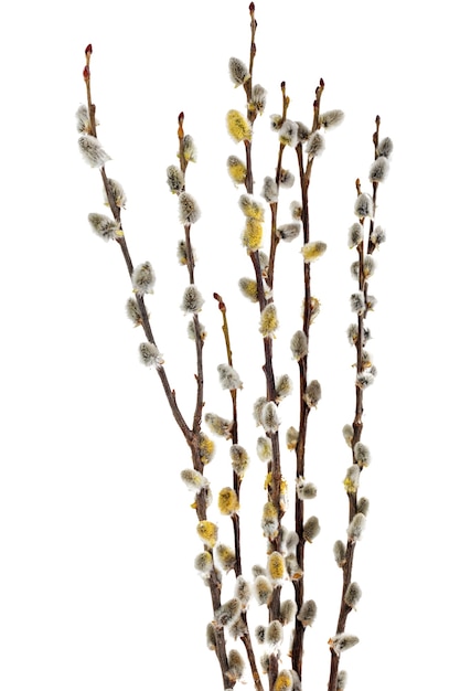 Branches of the pussy willow with flowering bud.Isolated.