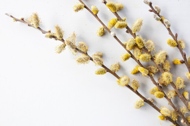 Branches of pussy willows on white background. Flat lay, top view