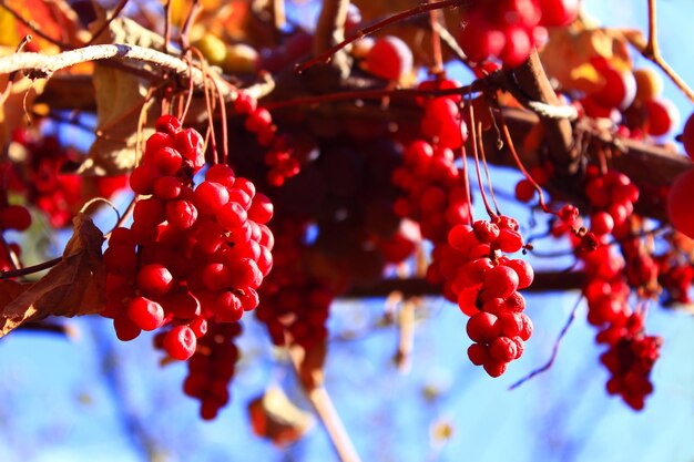 Photo branches of red and ripe schisandra in the garden