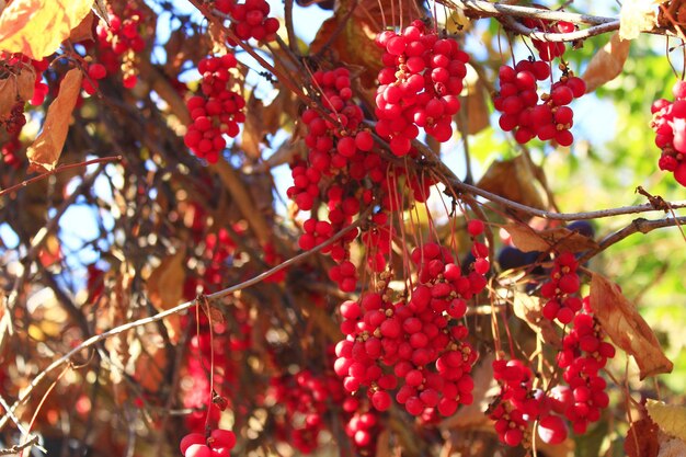 Photo branches of red and ripe schisandra in the garden