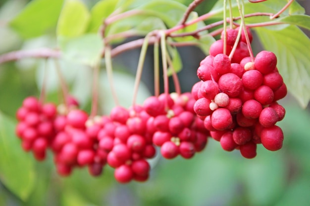 Photo branches of red schisandrahanging in row clusters of ripe schizandra crop of useful plant red schizandra hang in row on green branch schizandra chinensis plant with fruits on branch