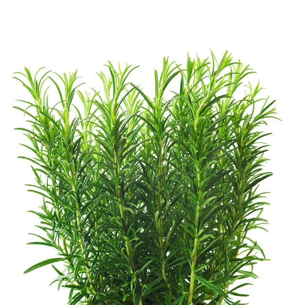 Branches of rosemary isolated on a white background