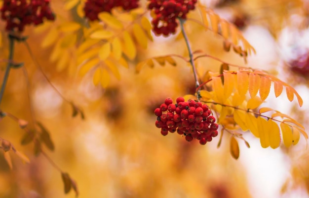 Branches of rowan or mountain ash with bright red berries and yellow leaves in sunny autumn day