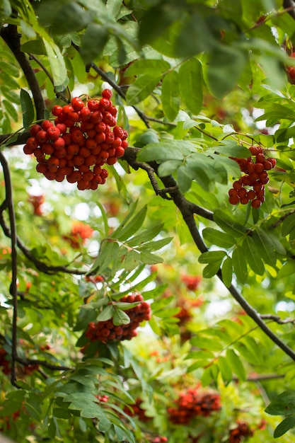 A branches of rowan with red berries Autumn and natural background Autumn rowan berries and leaves Copy space