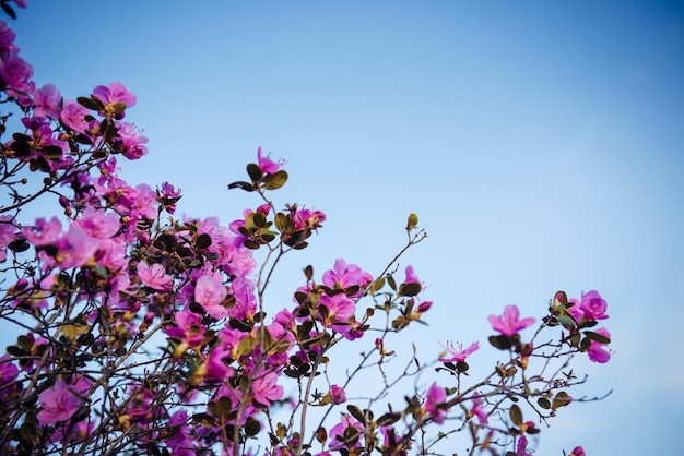 Branches of shrub with pink flowers on a blue sky background Floral background with copy space