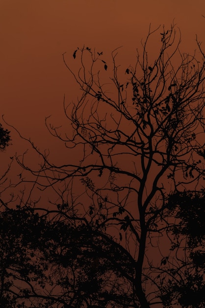 Branches silhouette at sunset