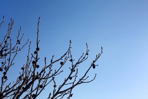 Branches over the sky