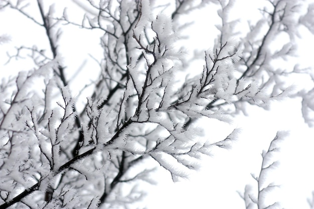 Branches snow and hoarfrost