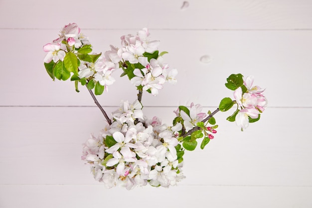 Branches spring flowers with white petals