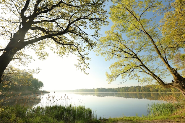 Branches of spring oaks against the lake in the morning