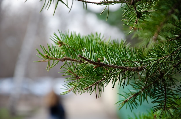 The branches of spruce, pine, bushes in the macro day