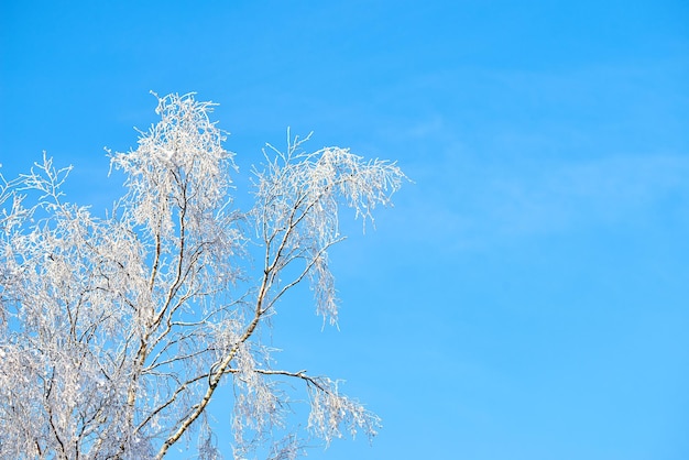 Branches of a tree covered in snow on a sunny day against a blue sky with copy space Frozen twigs and leaves Below details of frosty branches on a tree in the forest Fresh snowfall in the woods