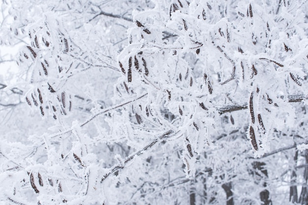 Branches of tree covered with snow