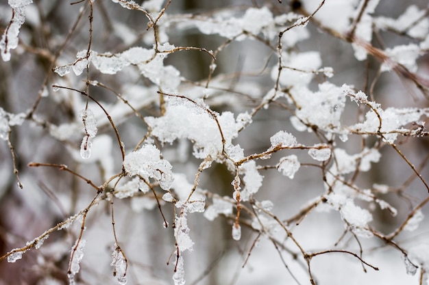 Branches of a tree intertwined with each other and covered with snow and ice_