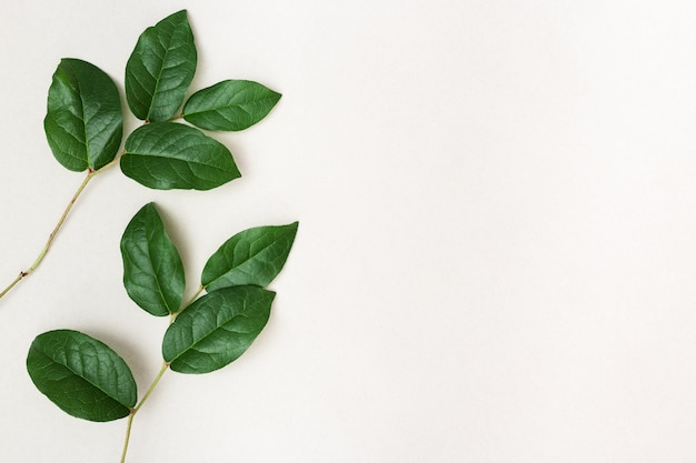 Branches of tree with green leaves isolated