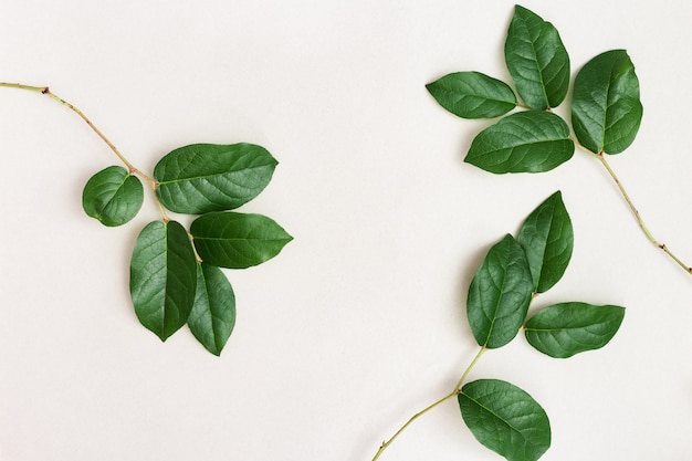 Branches of tree with green leaves. Minimal style Protect the environment concept. Care of nature. Vertical format image.