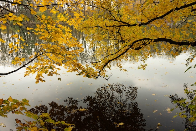 The branches of the trees bend over the river in autumn and fall off in the water. Landscape