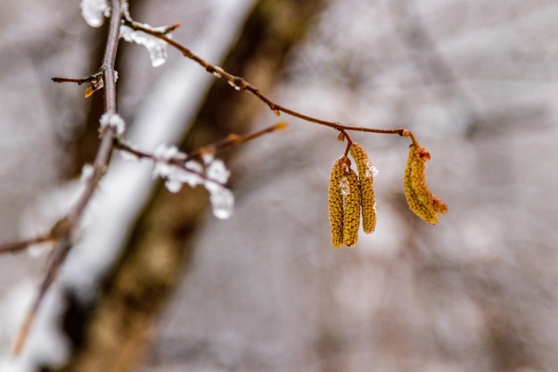 Branches of trees covered with snow and drops of water