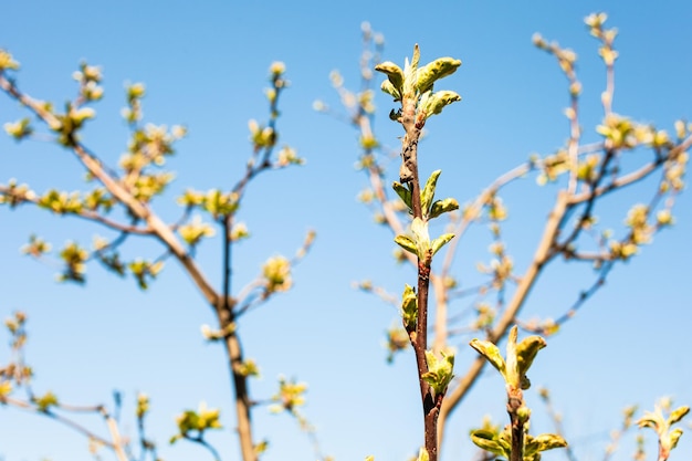 Branches of trees with young leaves and blue sky