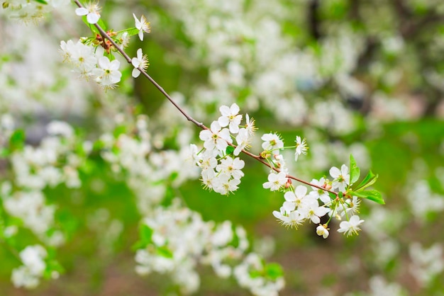 Branches of white flowering cherry tree