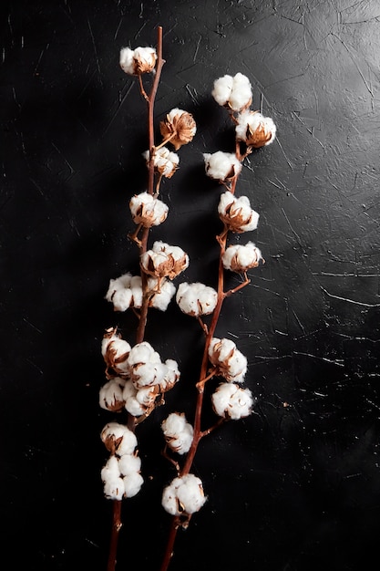 Branches of white fluffy cotton flowers on dark black stone background