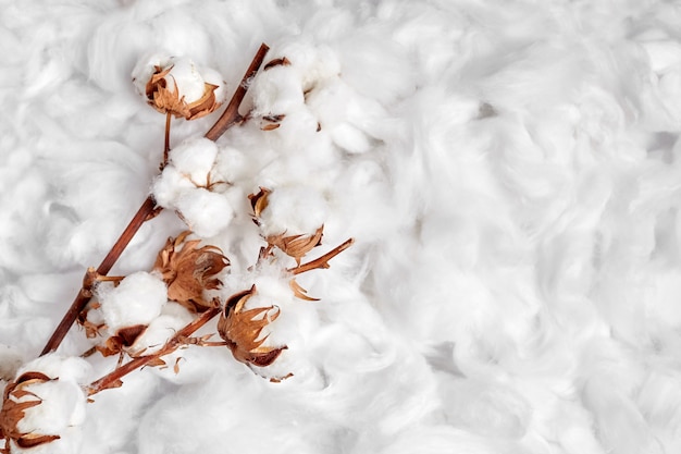 Branches of white fluffy cotton flowers on soft background