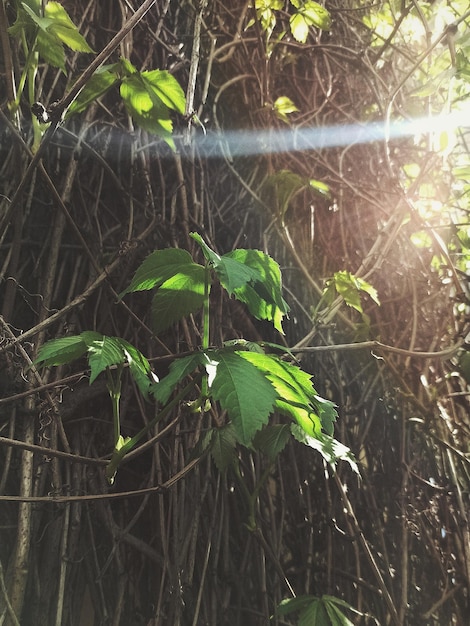 Branches of wild grapes