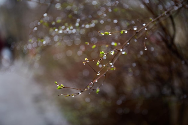 Branches with budding leaves and water drops on it Bokeh background Early spring