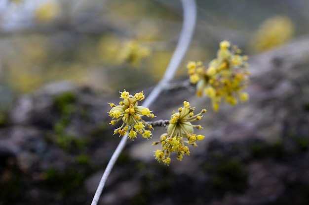 Branches with flowers of European Cornel Cornus mas in early spring Cornelian cherry European cornel or Cornelian cherry dogwood Cornus mas flovering Early spring flowers in natural habitat