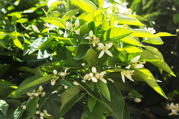 Branches with flowers of an orange tree in the garden in sunny day