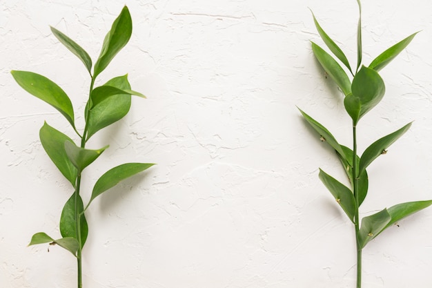 Branches with fresh green Ruscus leaves on white concrete textured background. Floral frame with copy space